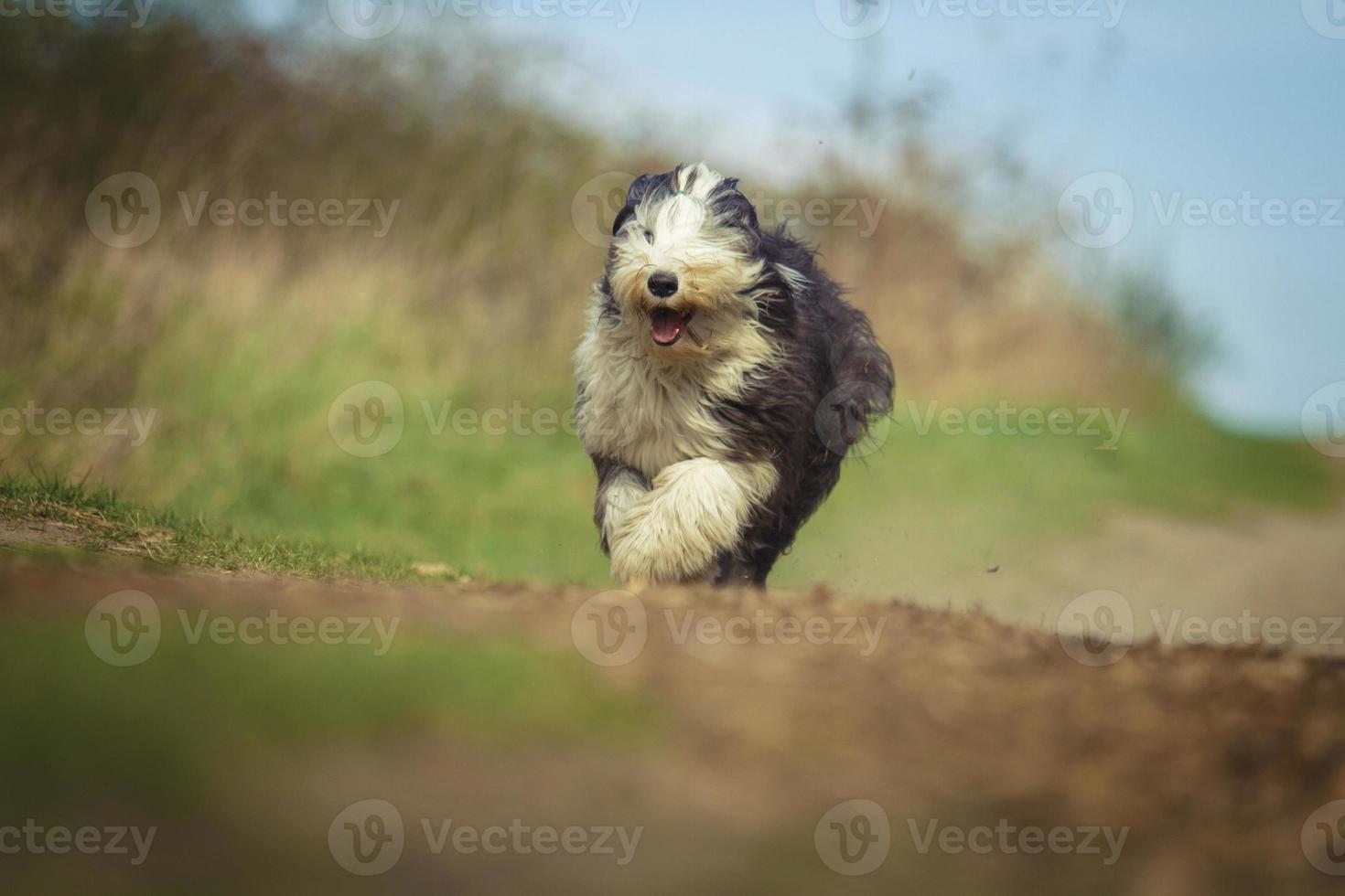 belo divertimento collie barbudo cachorro inglês velho cão pastor cachorro  runn 1179179 Foto de stock no Vecteezy
